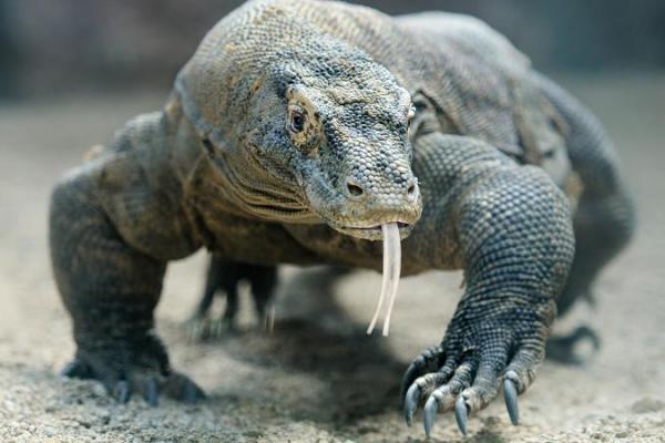 Para ilmuwan menemukan bahwa manusia purba bertubuh kecil itu kemungkinan besar bertahan hidup dengan memakan sisa bangkai yang ditinggalkan komodo