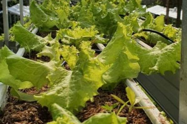 Urban farming atau pertanian perkotaan kini jadi tren di tengah padatnya kehidupan kota. Hobi ini kian massif pasca pandemi Covid-19.