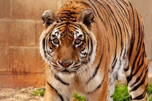 Lebih dari sekadar predator, harimau adalah makhluk penuh kejutan.&nbsp;Dengan bulu jingga terang dan corak hitam mencolok, harimau adalah salah satu hewan paling ikonik di dunia.