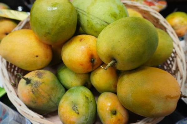 Mangga kerap dianggap buah yang terlalu manis untuk dikonsumsi rutin, terutama bagi orang dengan risiko diabetes.