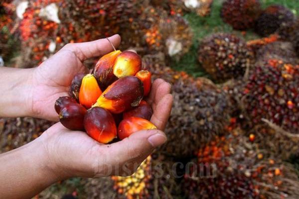 Keberadaan NUSAKlon menjadi jawaban akan program pemerintah dalam mewujudkan food and energy security.