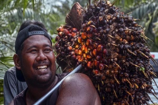 Badan Pengelola Dana Perkebunan (BPDP) dan Gabungan Perusahaan Perkebunan Indonesia (GPPI) mendorong percepatan sertifikasi ISPO bagi petani sawit.