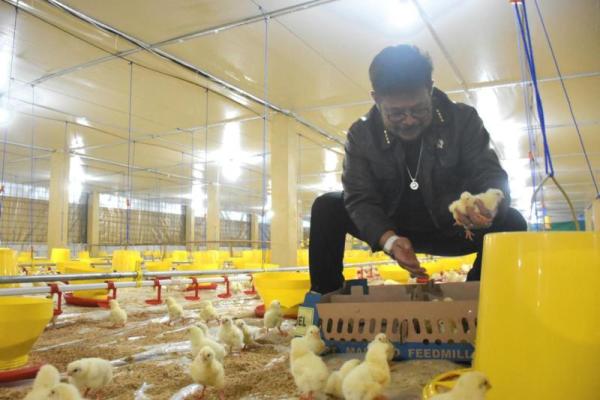 Gowa jadi&nbsp;role model penerapan sistem hulu-hilir ayam broiler