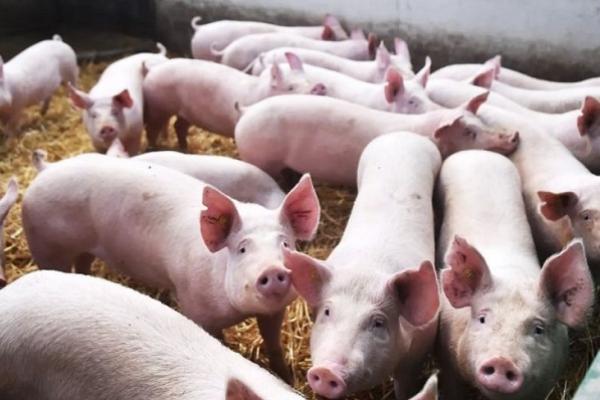 Berikut adalah peta sebaran wilayah dengan populasi babi paling banyak di Indonesia.