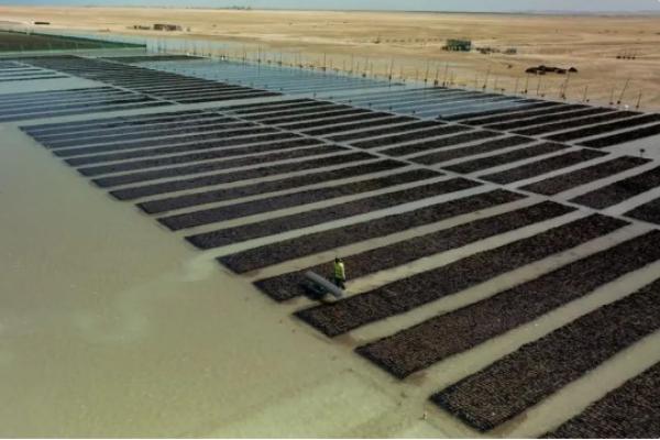 Arab Saudi telah meluncurkan proyek pembibitan bakau yang bertujuan untuk menanam 50 juta pohon pada tahun 2030.&nbsp;