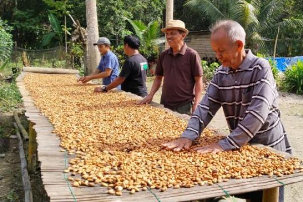 Produktivitas kakao nasional mengalami penurunan dalam satu dekade terakhir.
