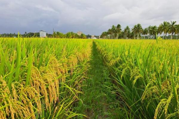 Syngenta Indonesia memperkenalkan inovasi fungisida terbaru dalam pengendalian penyakit padi, guna meningkatkan produktivitas panen yang lebih tinggi