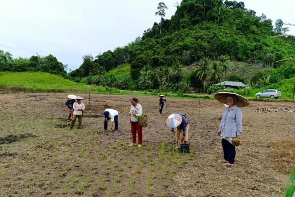 Kementan Pacu Kaltara Gencarkan Program Perluasan Areal Tanam