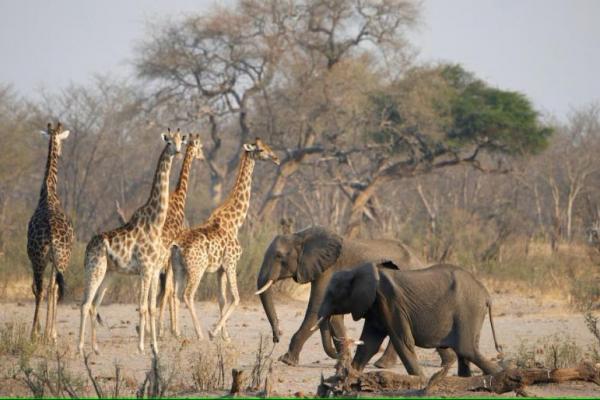 Penelitian terbaru dari Olduvai Gorge, Tanzania, menghadirkan bukti kuat bahwa manusia purba aktif memburu dan mengolah gajah hampir 1,8 juta tahun lalu