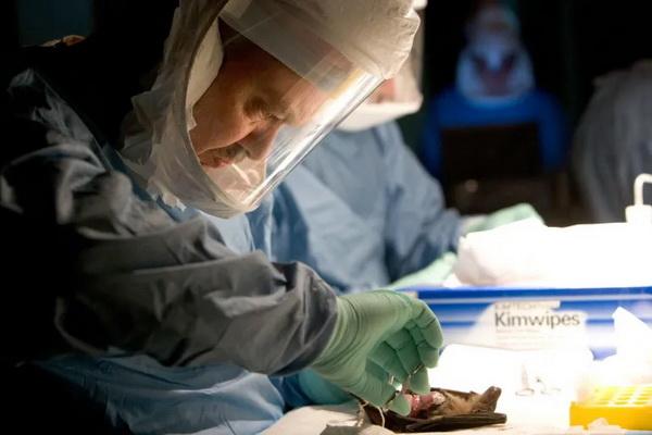 Sederet Fakta tentang Virus Marburg yang Digambarkan Lebih Parah Dibanding Ebola&nbsp;