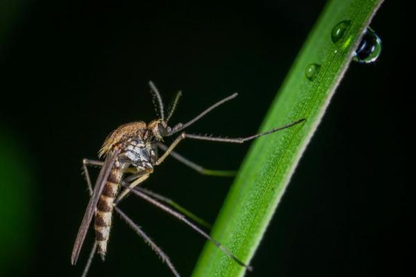 Berikut ini enam bahan alami yang bisa Anda manfaatkan untuk mengusir nyamuk di rumah secara aman