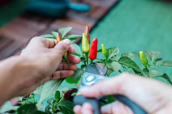 Merawat tanaman tidak sekadar menyiram dan memberi pupuk. Serangan hama yang datang tiba-tiba bisa membuat tanaman layu bahkan mati. Untuk menjaga tanaman tetap subur dan bebas dari gangguan, dibutuhkan strategi perawatan yang tepat dan konsisten