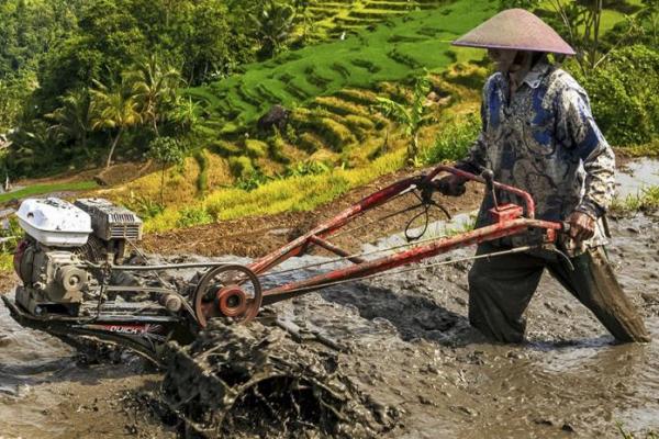 penelitian terbaru mengungkap ancaman baru yang berpotensi mengganggu pasokan pangan dunia di masa depan, yakni semakin berkurangnya jumlah petani