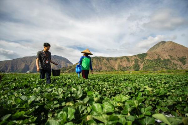 Hingga akhir Triwulan II tahun 2025, BRI telah menyalurkan KUR sebesar Rp83,88 triliun, atau setara 47,93 persen dari total alokasi KUR tahun ini sebesar Rp175 triliun.