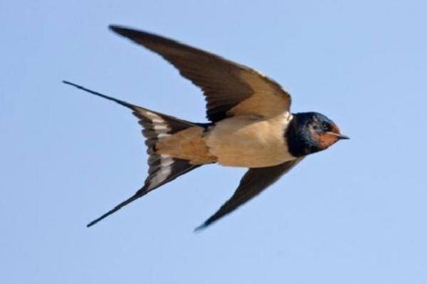 Hari Burung Migrasi Sedunia (World Migratory Bird Day) memperjelas pentingnya perlindungan ekosistem lintas batas negara.