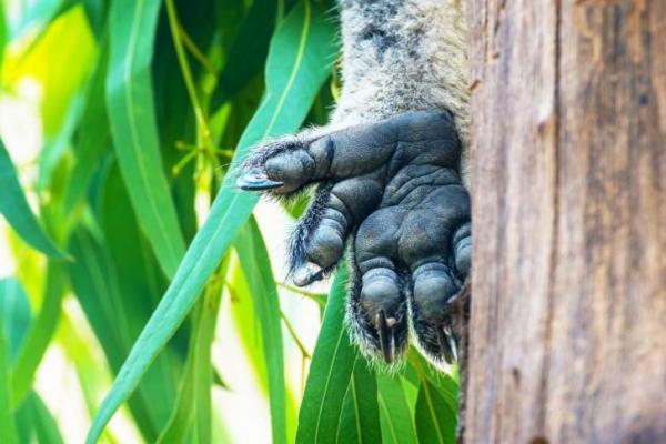 Setiap 3 Mei, dunia memperingati International Wild Koala Day atau Hari Koala Liar Internasional