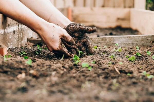 Aktivitas sederhana seperti berkebun ternyata tidak hanya menyenangkan, tetapi juga berpotensi mendukung kesehatan otak