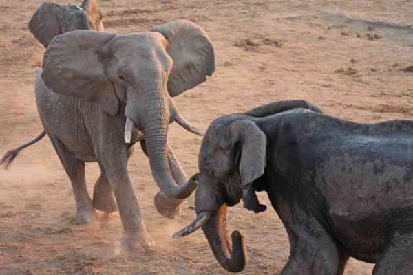 Ini beberapa hewan besar Afrika yang dikenal karena ukuran, peran ekologis, dan kaitannya dengan sejarah perburuan maupun konservasi