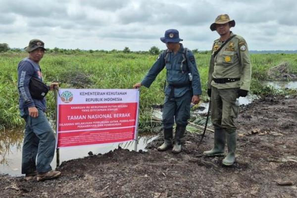 Operasi pemusnahan sawit ilegal yang digelar bersama Balai TNBS, TNI, Polri, dan pemerintah daerah itu dipusatkan di Resor Sungai Rambut SPTN Wilayah I