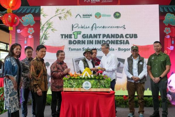 Indonesia resmi mencatat sejarah konservasi satwa dunia dengan kelahiran bayi panda raksasa pertama di Tanah Air