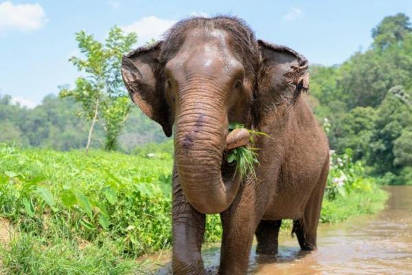 Gajah Manfaatkan Tumbuhan Sebagai Obat Alami, Peneliti Telusuri Khasiatnya