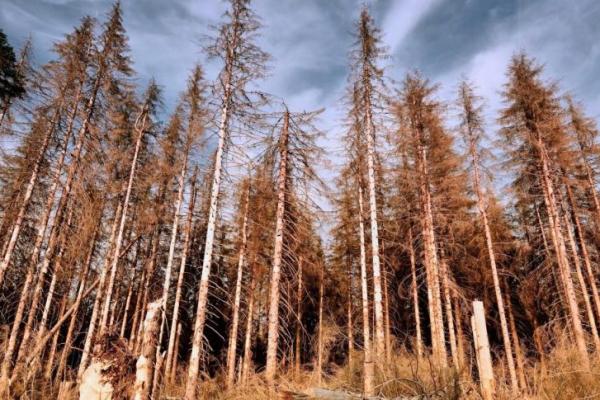 Hutan yang Memanas Paling Cepat Ternyata Tak Maksimal Lawan Perubahan Iklim