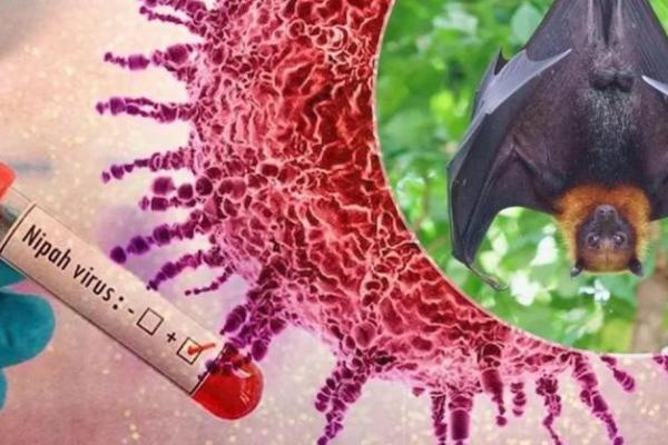 Virus Nipah pertama kali diidentifikasi pada wabah di Malaysia pada 1998, sejak itu menimbulkan kejadian berulang di sejumlah negara Asia Selatan dan Asia Tengg
