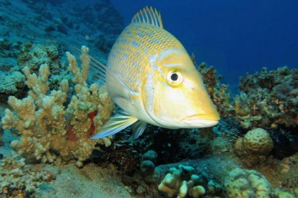 Tidak hanya di permukaan laut, penelitian terbaru menemukan partikel plastik berukuran kurang dari lima milimeter tetap terdeteksi hingga kedalaman 2.450 meter
