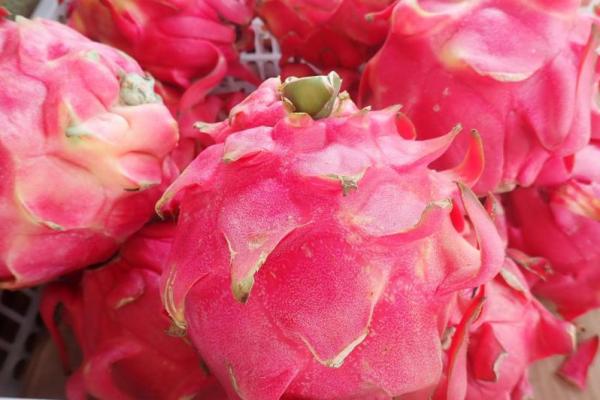 Berbagai penelitian menunjukkan bahwa kulit buah naga mengandung senyawa aktif, antioksidan, dan serat yang tidak kalah tinggi dari daging buahnya
