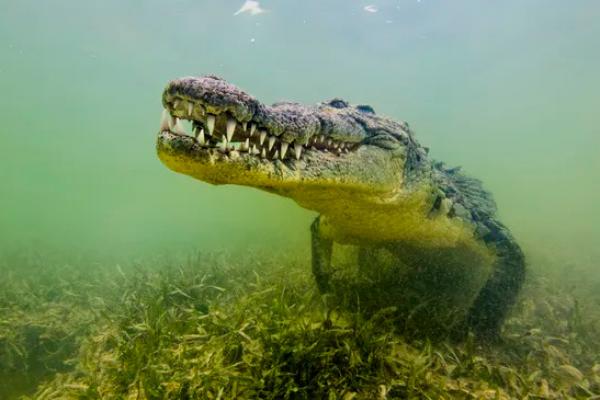 Buaya air asin ternyata pernah memiliki wilayah jelajah yang jauh lebih luas dari perkiraan sebelumnya