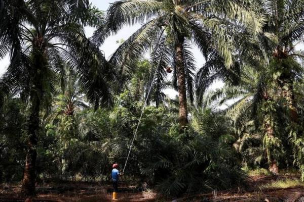 Aprobi dan BPDP mengampanyekan pengembangan dan implementasi program biodiesel dan sawit di Indonesia, dalam kegiatan Jambore Nasional