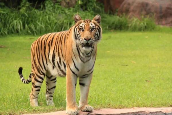 8 Hewan yang Menjadi Mangsa Favorit Harimau