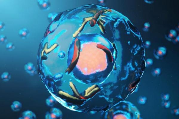 Penelitian terbaru dari Walter and Eliza Hall Institute of Medical Research mengungkap mekanisme tersembunyi dalam tubuh manusia yang mengatur gula