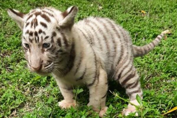 Perbedaan Harimau, Singa, dan Macan Tutul yang Mudah Dipahami