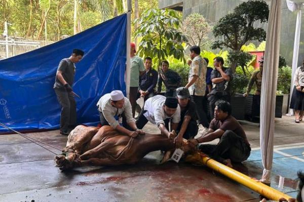 KPK menyembelih delapan ekor sapi kurban dalam rangka memperingati Idul Adha 1447 Hijriah, Jumat, 29 Mei 2026.