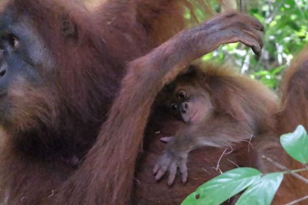 Betina dewasa umumnya hidup bersama anaknya dan jarang berada dalam kelompok, sehingga kesempatan anak orangutan bertemu teman sebaya relatif terbatas