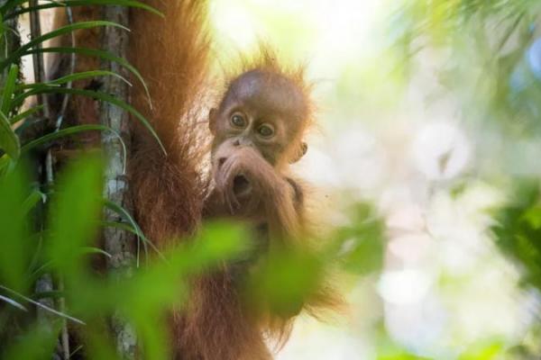 Induk orangutan liar ternyata melakukan pengorbanan yang tidak biasa demi memberi kesempatan anaknya bermain dengan teman sebaya