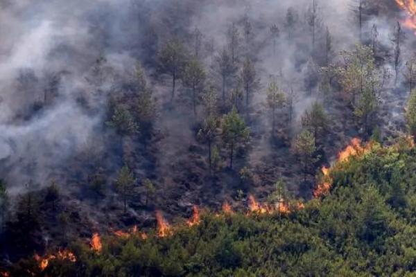 Gelombang panas ekstrem yang melanda wilayah selatan Spanyol, Almeria, memicu insiden kebakaran hutan mematikan.