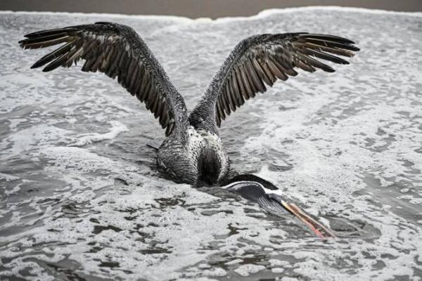 Galur flu burung H5N1 yang baru terdeteksi berpotensi menjadi endemik di Selandia Baru dalam hitungan bulan