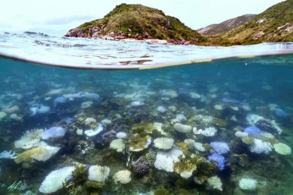 Keberadaan terumbu karang Great Barrier Reef di Australia dalam risiko yang sangat tinggi untuk mengalami pemutihan ekstrem dan meluas