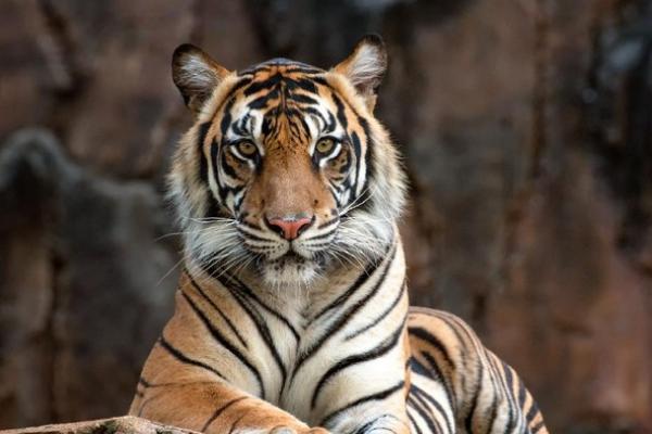 Setiap tanggal 29 Juli, dunia menyatukan perhatian pada salah satu pemangsa puncak paling ikonis di bumi melalui peringatan Hari Harimau Sedunia.