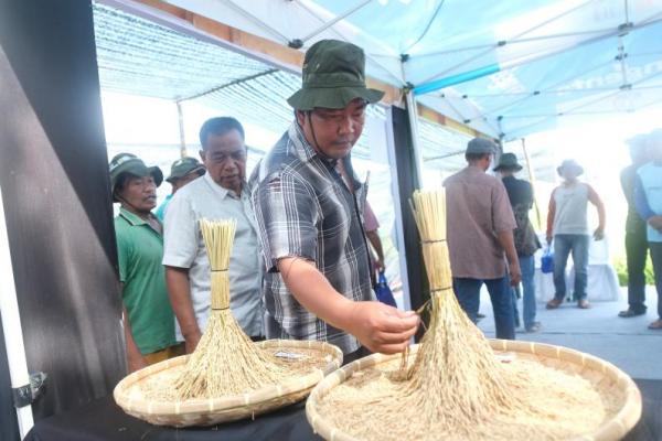 Syngenta Indonesia menggandeng ratusan petani di Serdang Bedagai, Sumatra Utara (Sumut) dalam rangka mendongkrak produktivitas padi nasional pada 20 Juli lalu.
