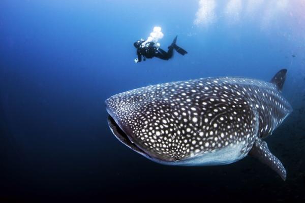 5 Hewan Terbesar di Bumi yang Masih Hidup Hingga Saat Ini