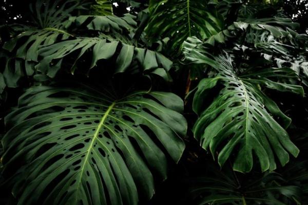 Apa yang membuat tanaman Monstera begitu digandrungi dan bagaimana karakteristik serta perawatannya agar tumbuh subur di pekarangan?