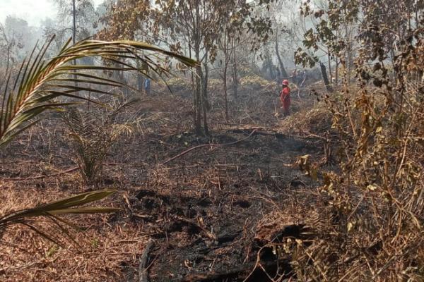 Lahan gambut memegang peranan krusial dalam menjaga keseimbangan iklim bumi sebagai penyimpan cadangan karbon alami dalam jumlah raksasa.