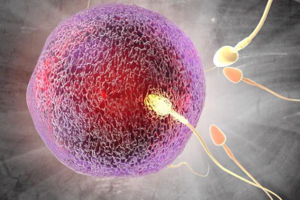 Paparan asap rokok berpotensi memengaruhi organ reproduksi pria dan wanita melalui perubahan biologis yang berbeda