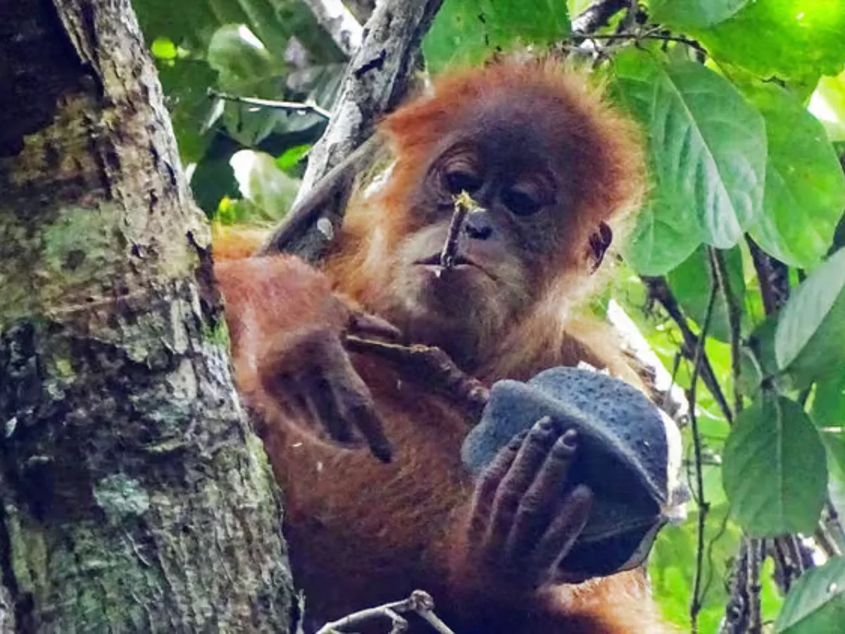 Mengapa Anak Orangutan Perlu Bertahun-tahun untuk Belajar Mencari Makan