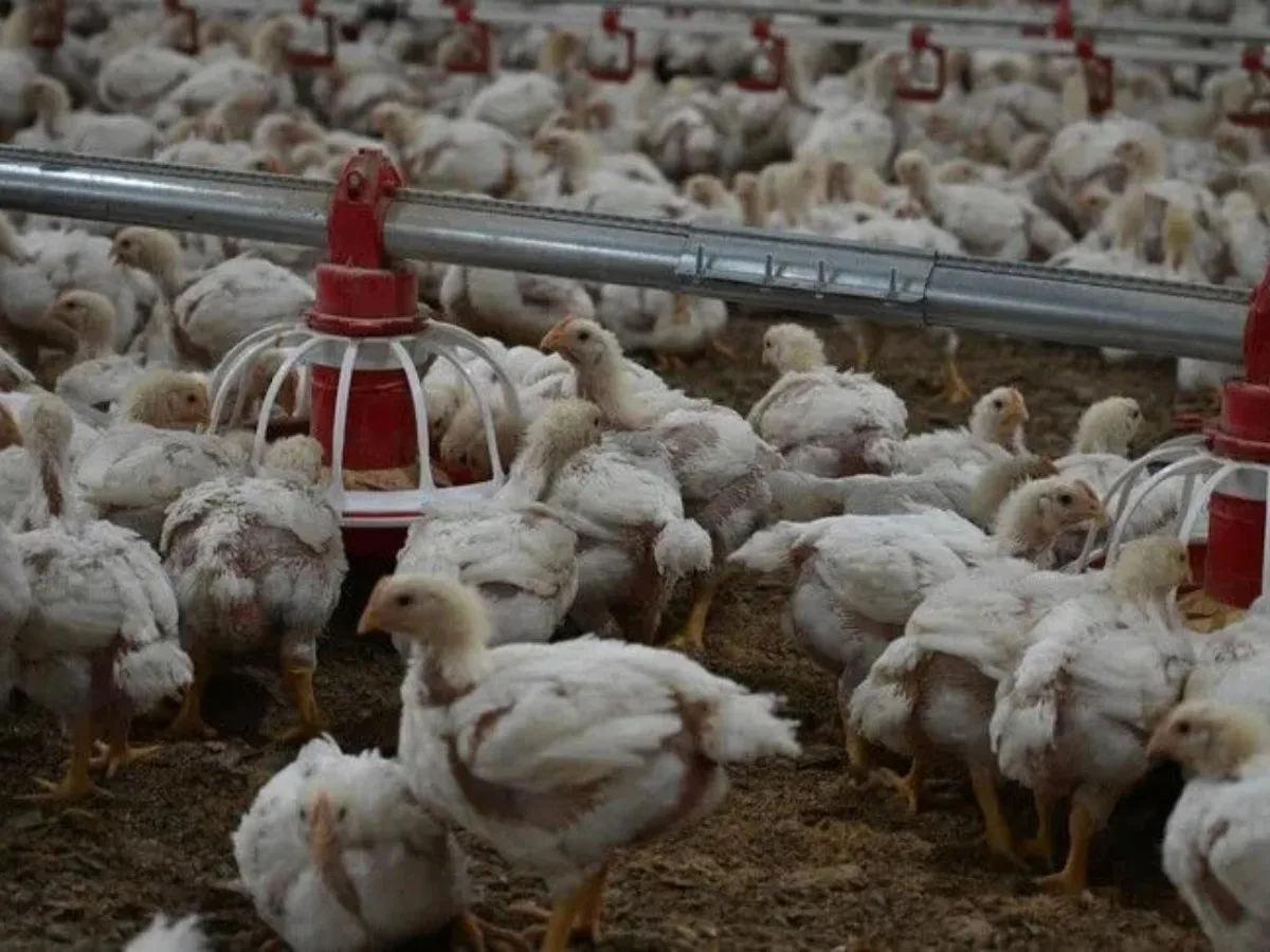 Flu Burung H5N1 Merebak, Hong Kong Batasi Impor Unggas dan Telur