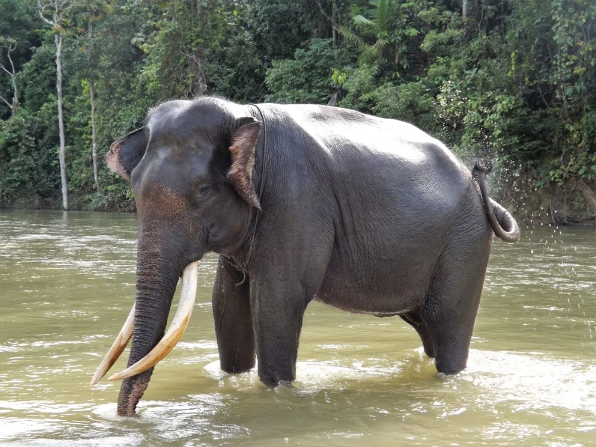 Tak Cuma Berbadan Besar, Ini 6 Fakta Unik Kecerdasan Gajah