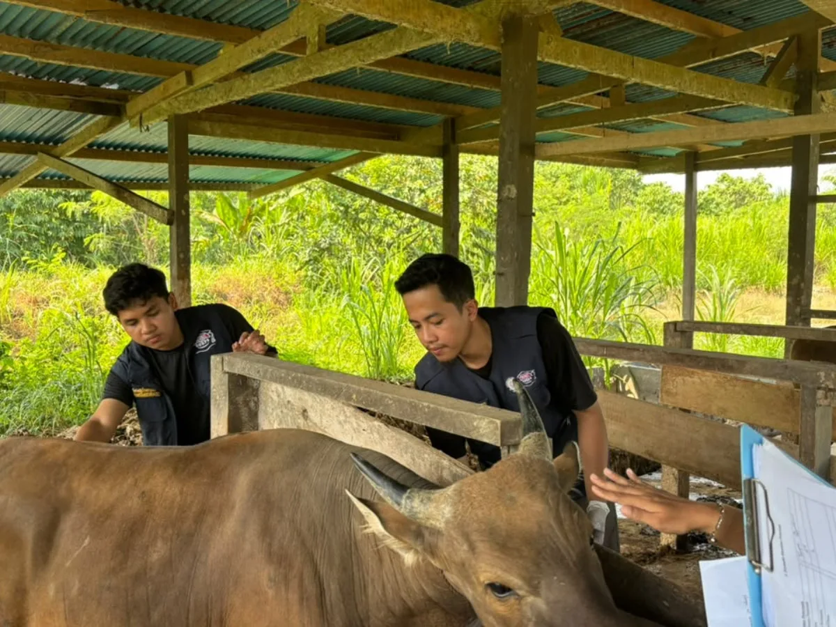 TEP UNAIR Periksa 1.000 Sapi, Banyak Ternak Terserang Parasit